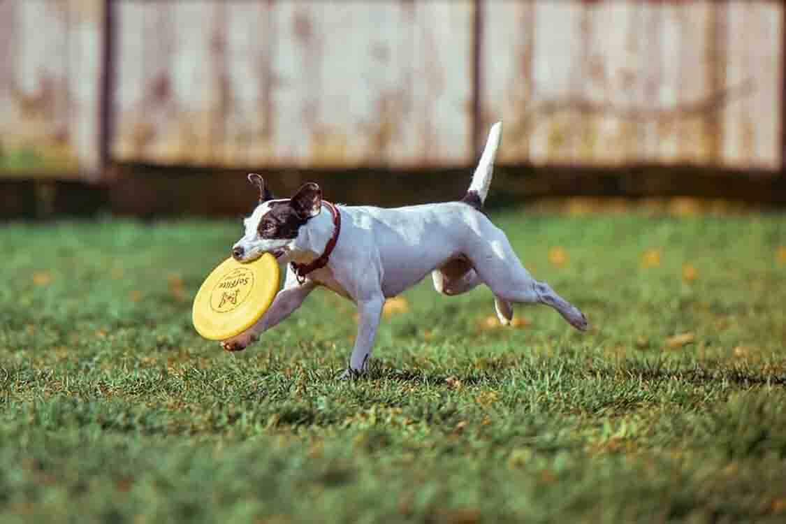dog carrying frisbee