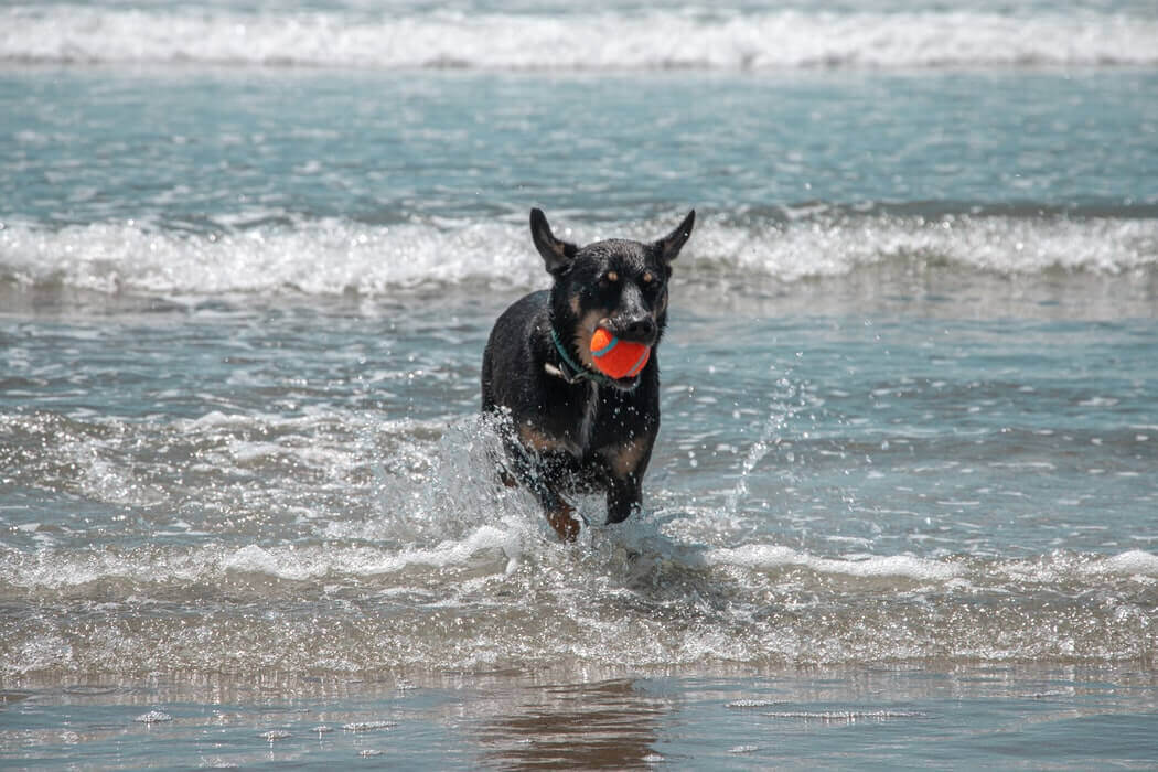 A dog with a ball in the ocean