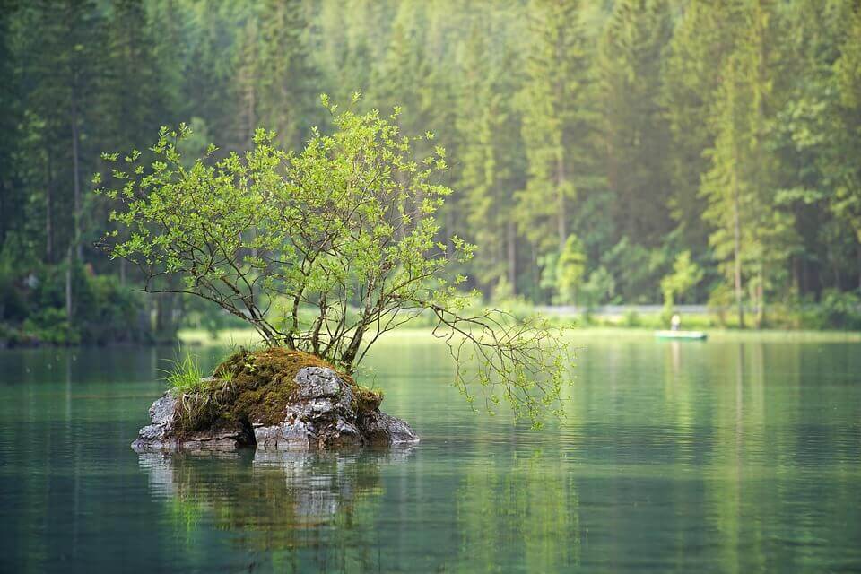 An image of a lake and the forest.