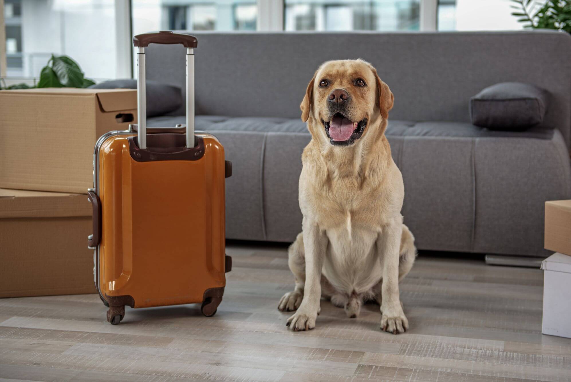 A dog with a suitcase